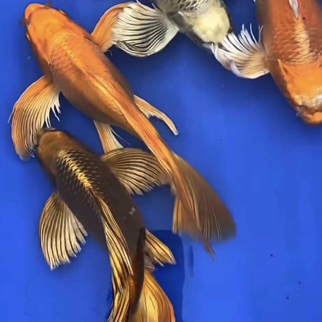 台湾纯种熊猫蝴蝶鲤普身球形短身大旗长尾观赏鱼冷水鱼观赏鱼