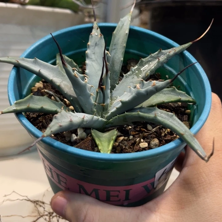 贺***r，676妖艳脱土发货植物