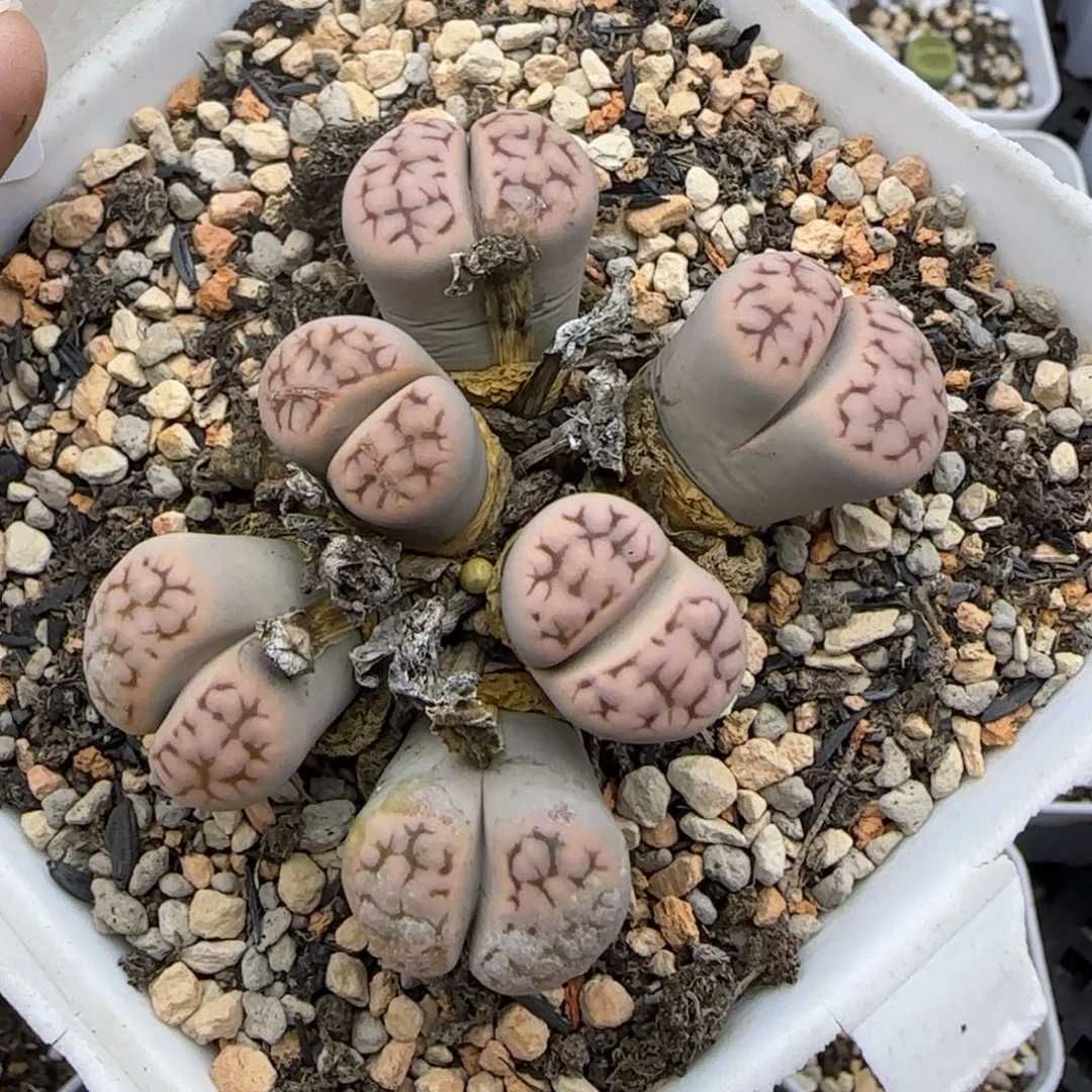 6头粉底红纹草莓花纹福利