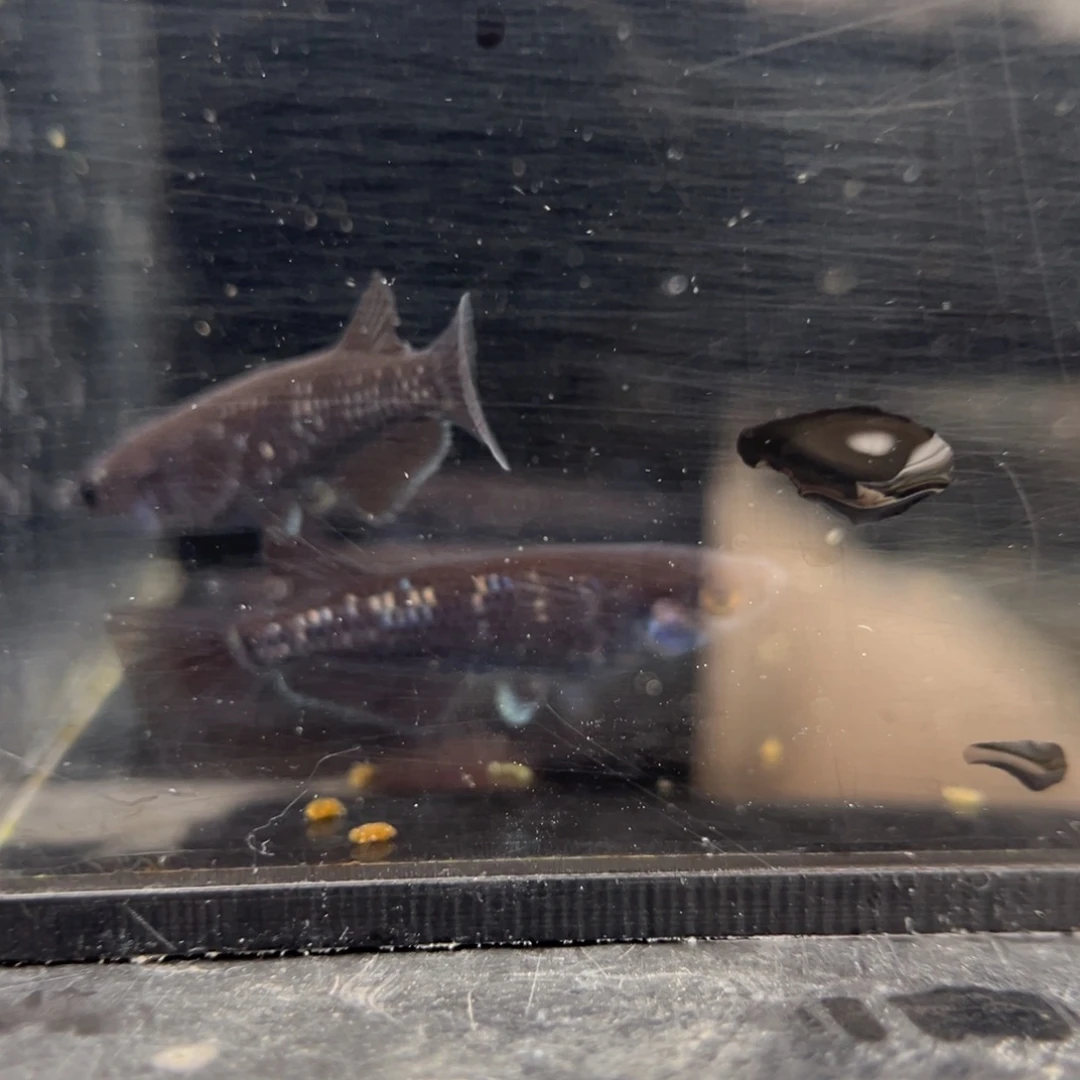 青鳉鱼257耀变天目五尾