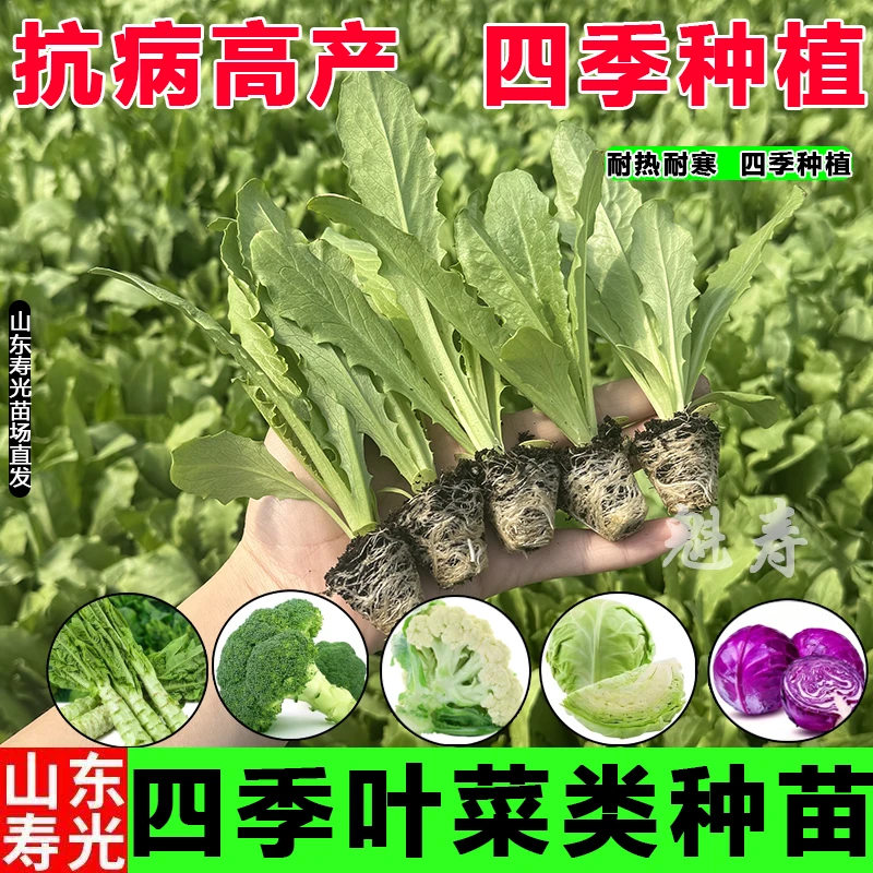 高产耐热耐寒紫甘蓝秧苗结球紧叶脆绿包心菜大头菜种子小院大田