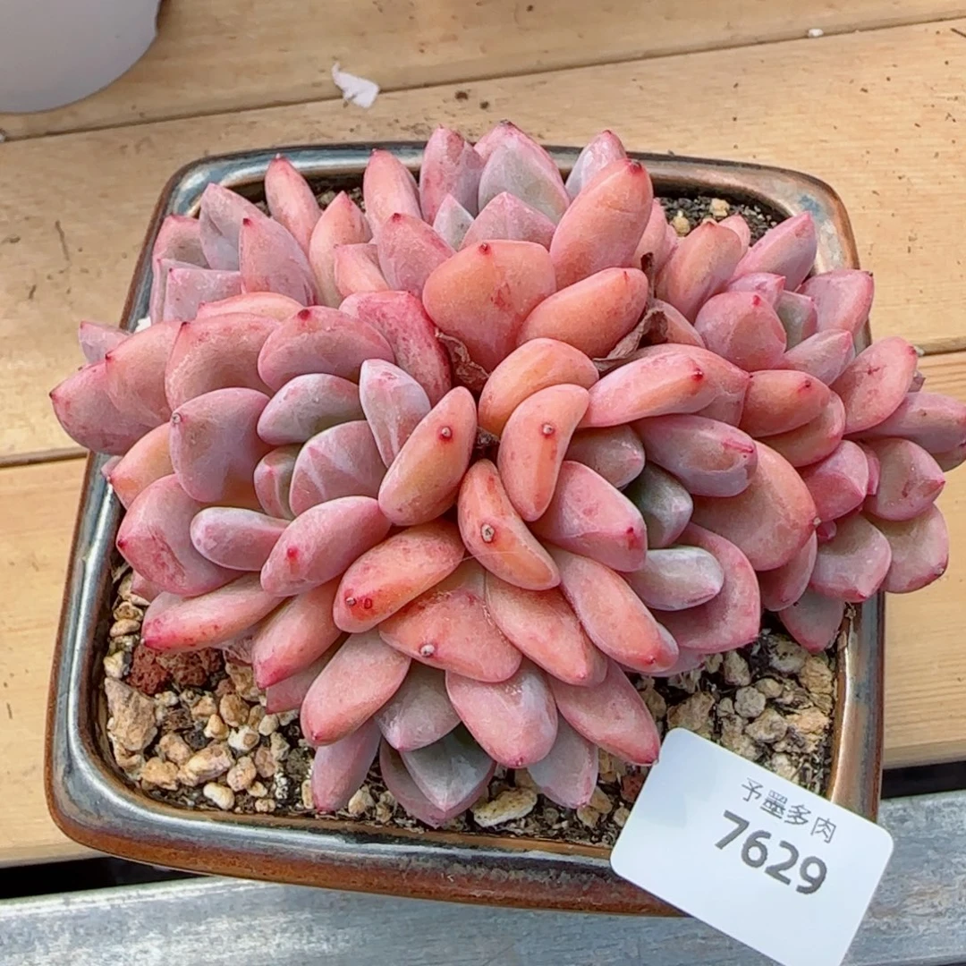 爱丽儿无砍，7629多肉植物