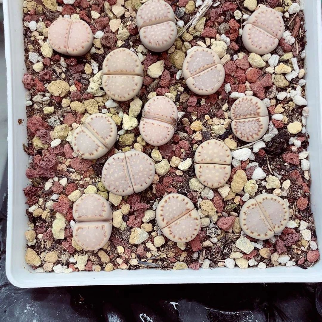 生石花满18包邮0927-139