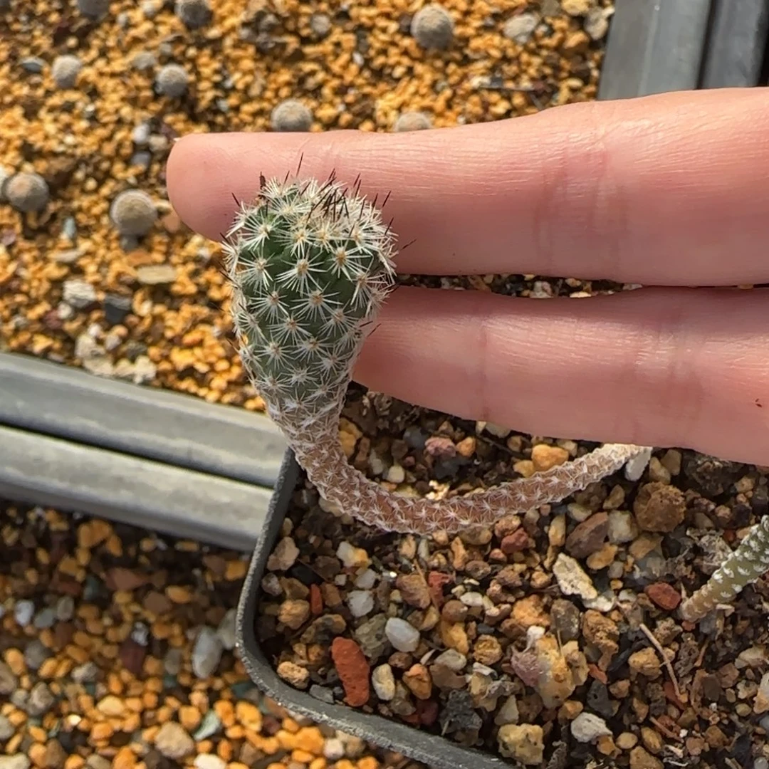 01实生赤花美针多肉