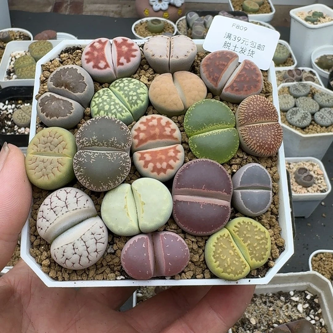 809多肉哈哈哈哈脱土发货