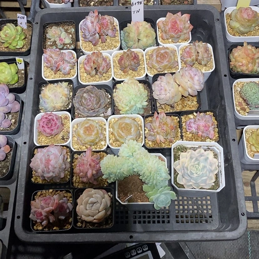 【闪购商品】?*?6198一筐24颗多肉