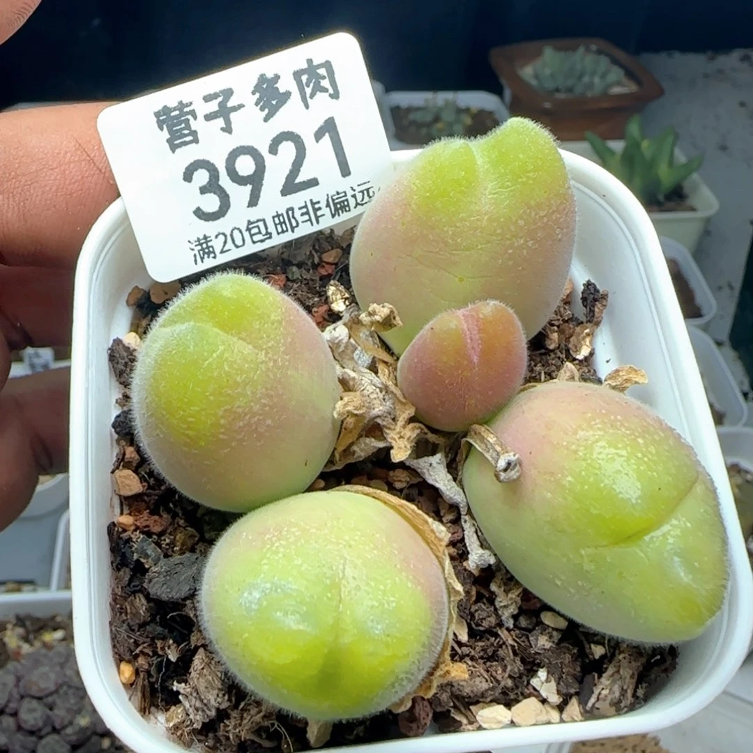 长毛带盆土。