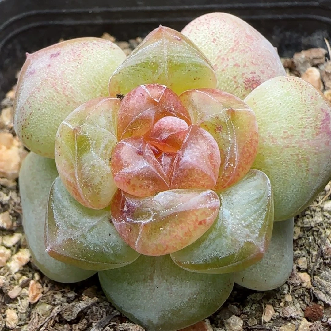 【满29包邮非偏远】549福利