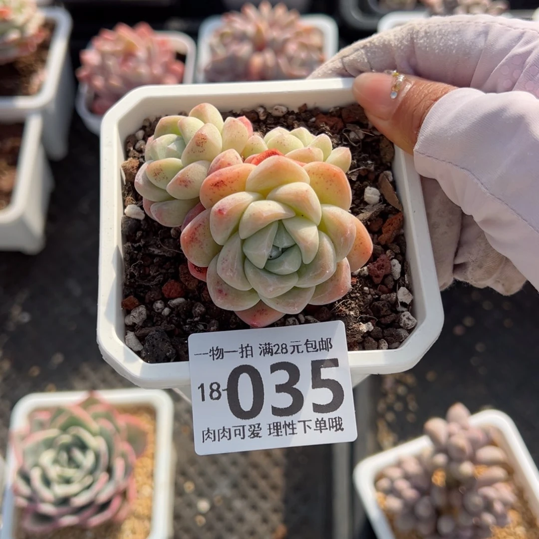 冰玉，多肉多肉多肉多肉