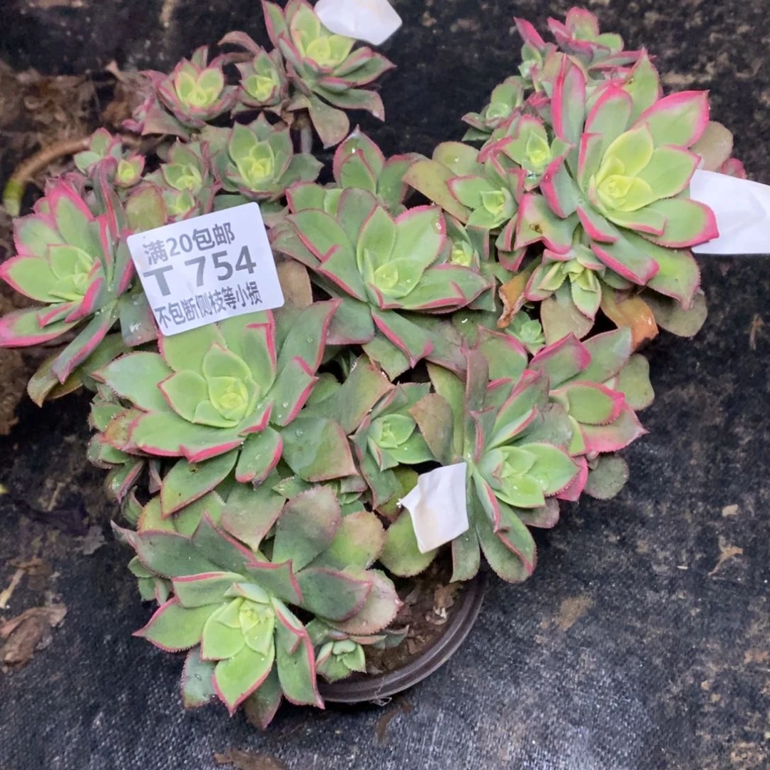 @***间754艳日辉三棵多肉