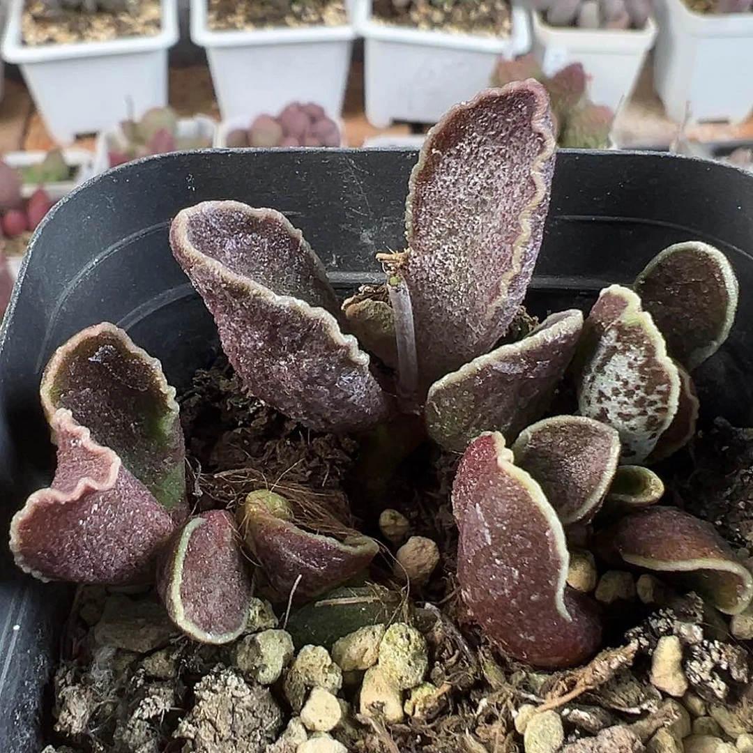 梅洛紫多肉水泡植物