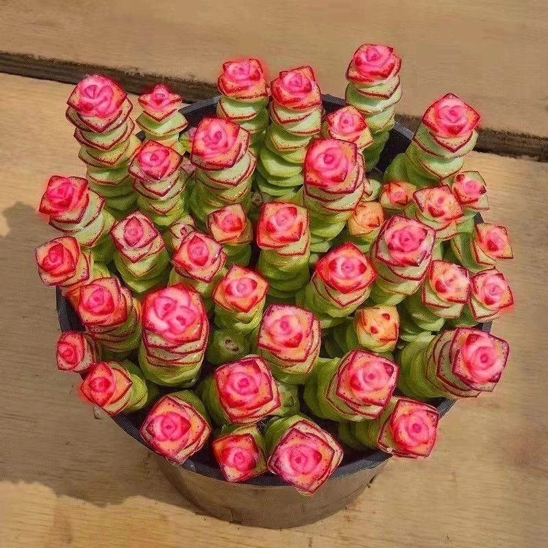 彩色钱串锦多肉植物室内新手好养多肉钱串子稀有品种多肉室内盆栽