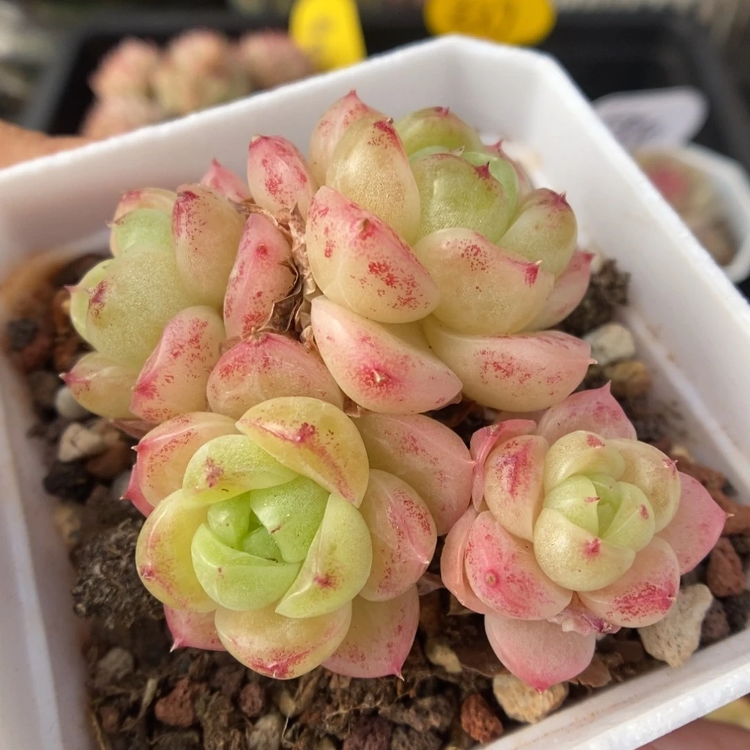 油透麦秆群生520号