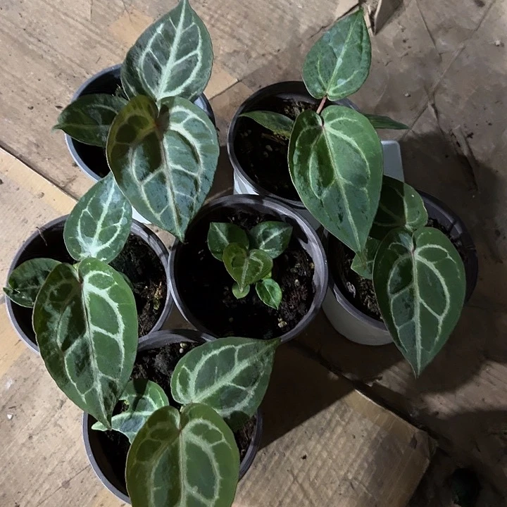 无花朵紫水晶杂Bvep不包叶损