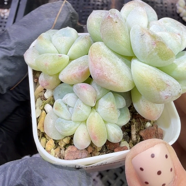 110 号到手1颗江北多肉