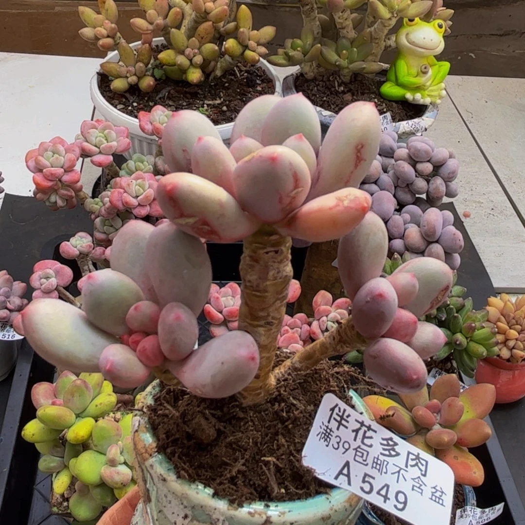 549/8cm仙子奶多肉植物