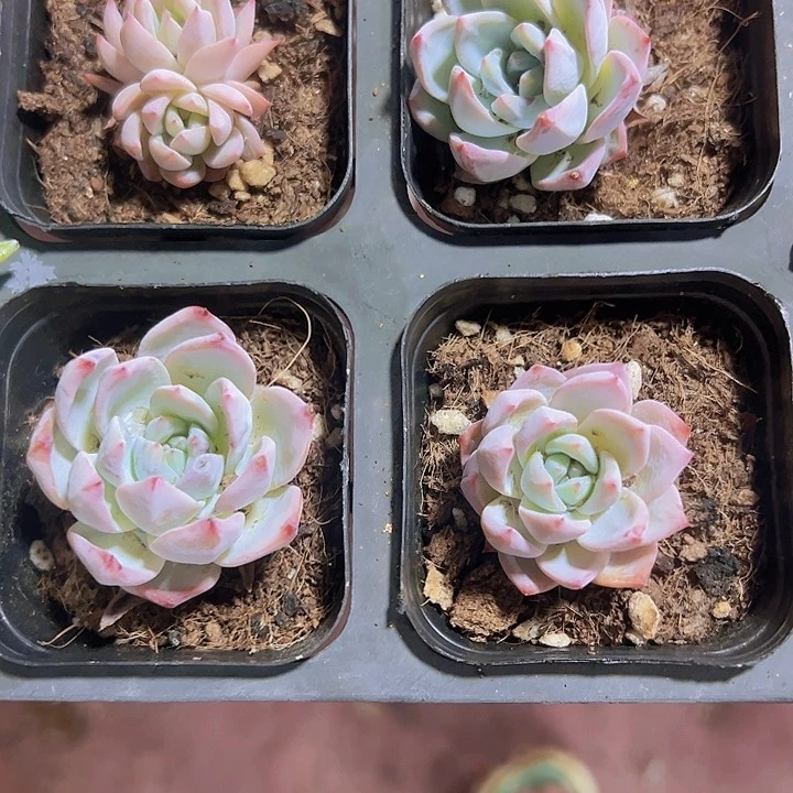 粉蓝鸟精品多肉植物