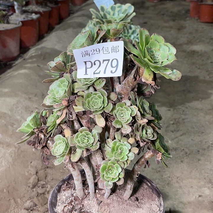 279绿玫瑰多肉植物