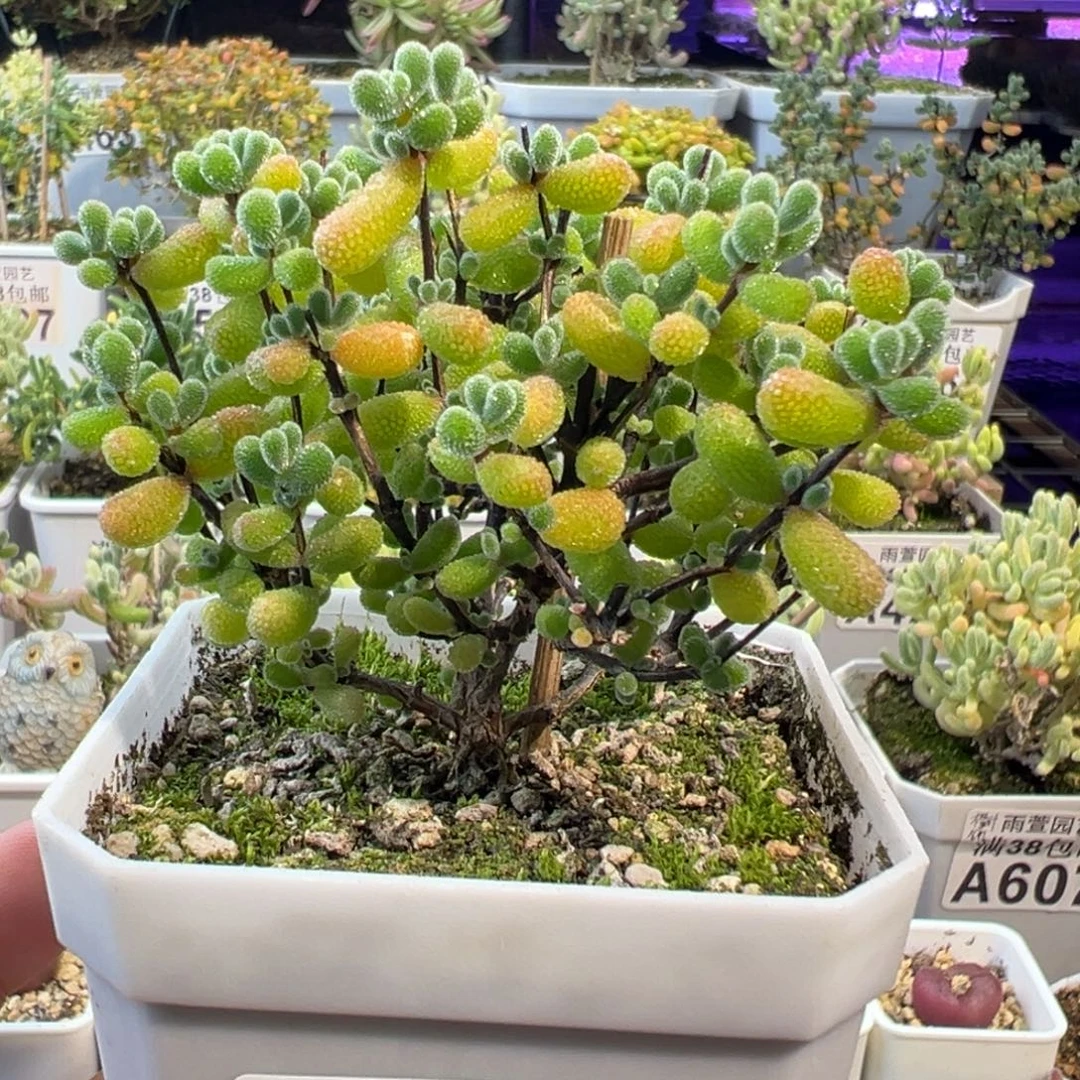 29-808枝干番杏多肉翡翠小树七方盆老桩