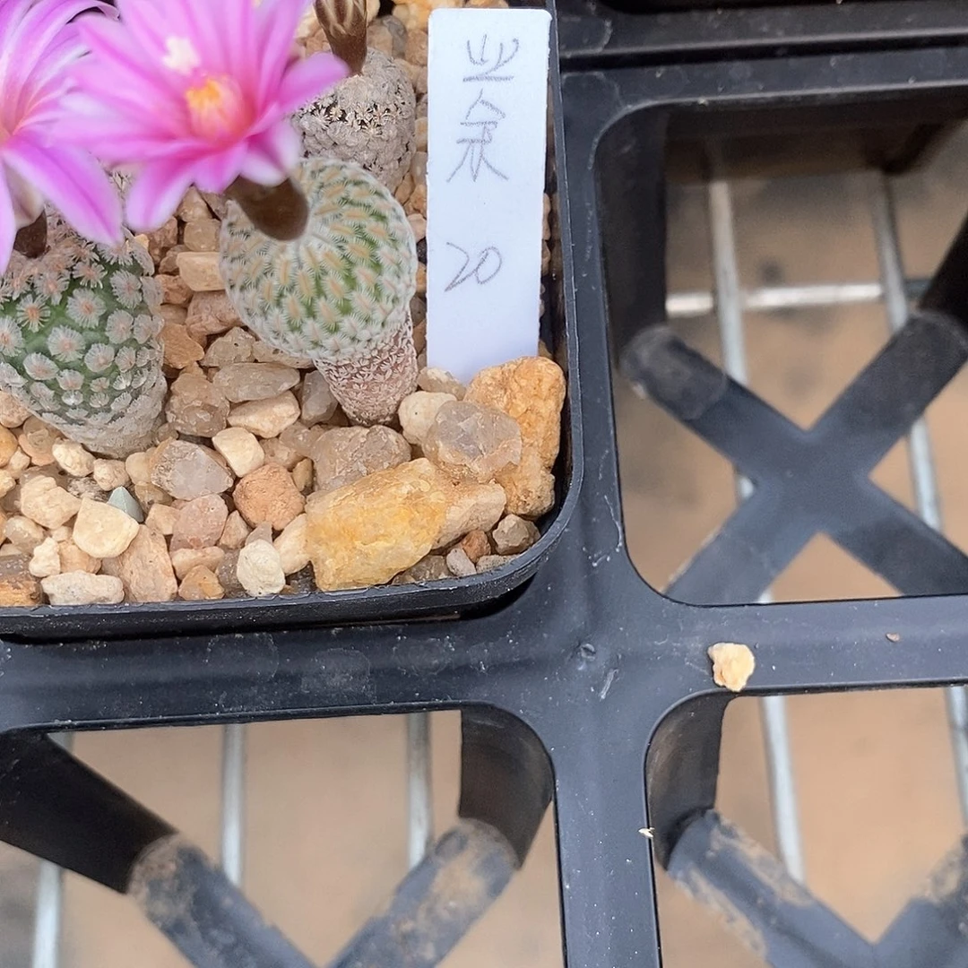 业****?花花花花花花花花