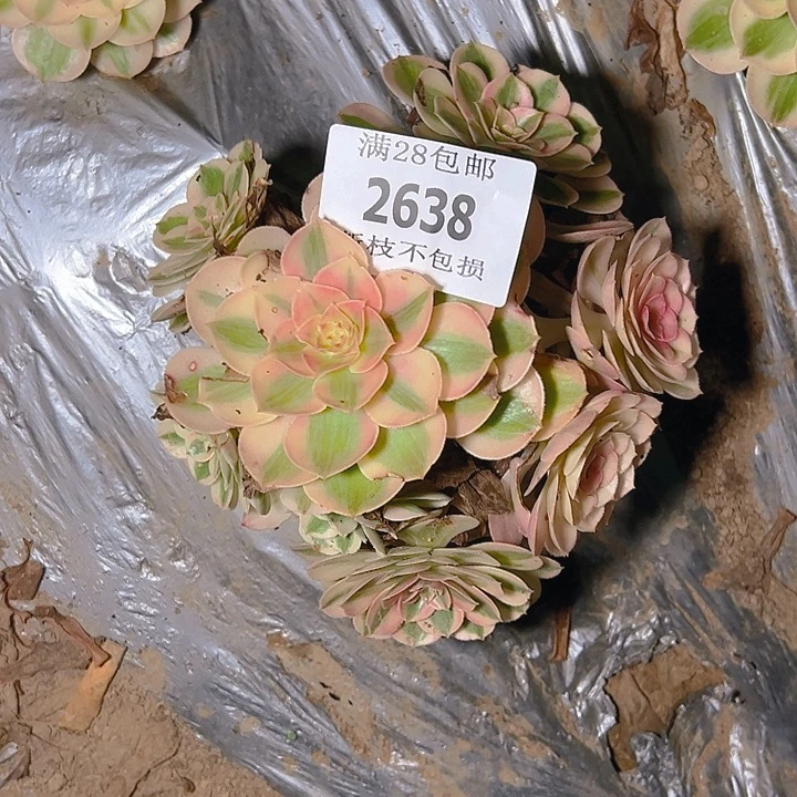 2638倾城多肉植物保护