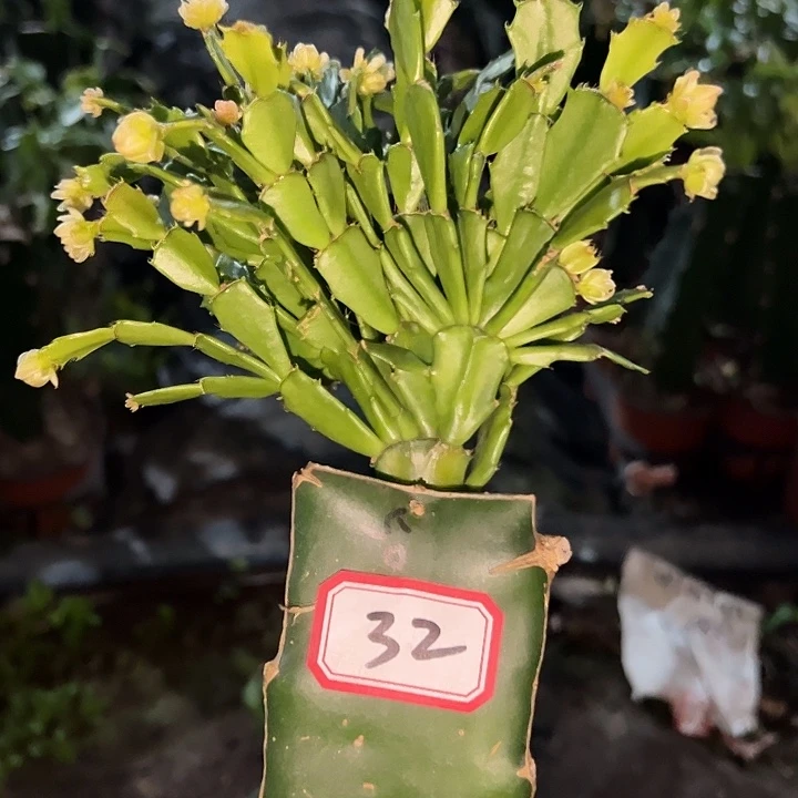 过***天，32号带盆050血月