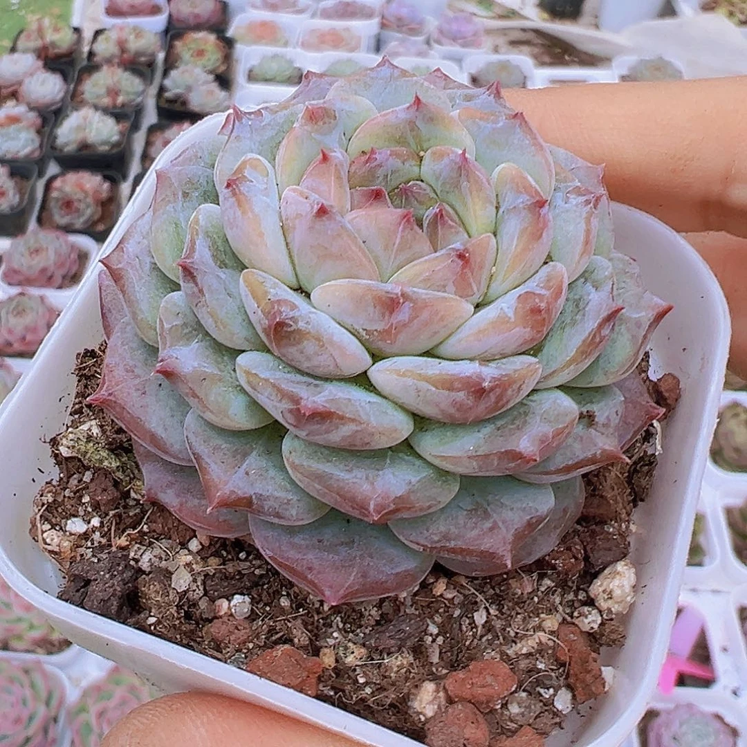 云塔19包邮多肉植物