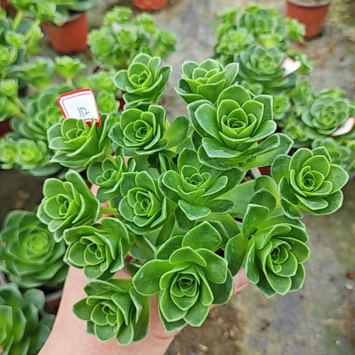 山地玫瑰多肉 112