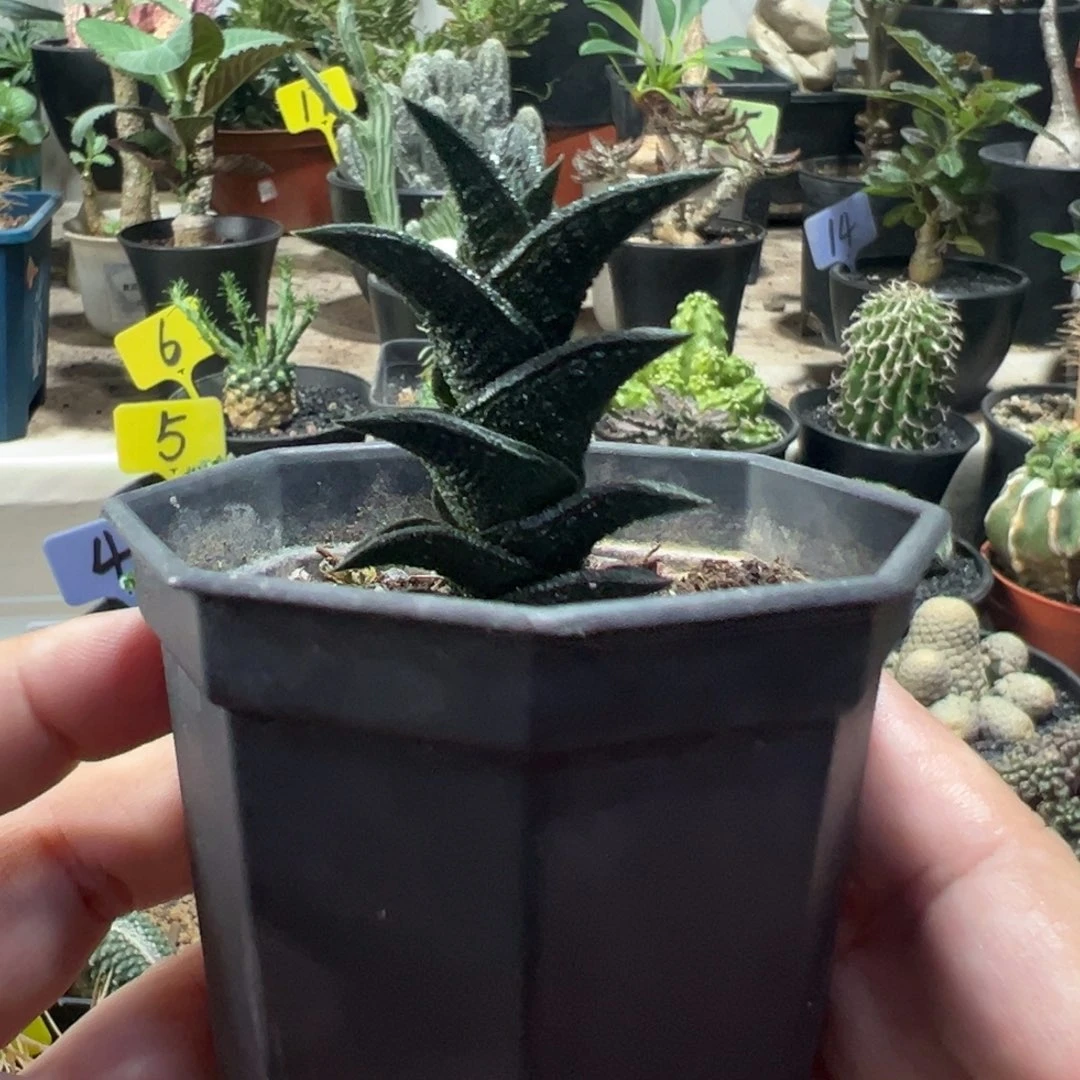 尼古拉带盆1111111