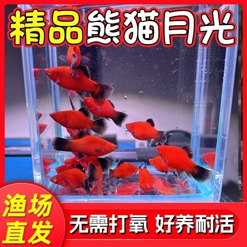适合新手的红米奇胎生小型热带观赏鱼好养耐活可与玛丽鱼混养