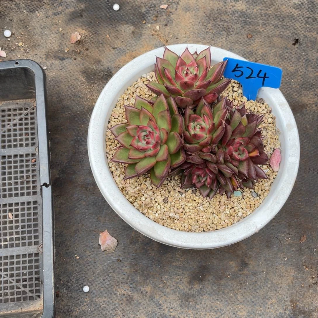 就***啦524弗兰克杂多肉