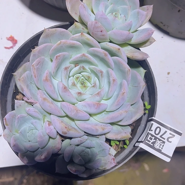 卡杂2701多肉植物