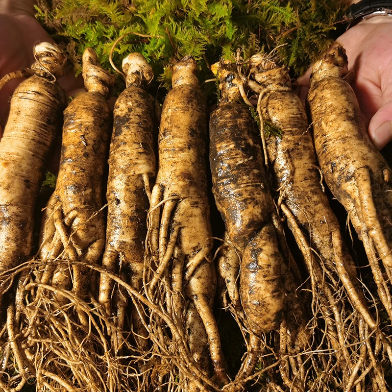 【一物一拍】东北吉林长白山新鲜人参实物直播间为准现挑现选