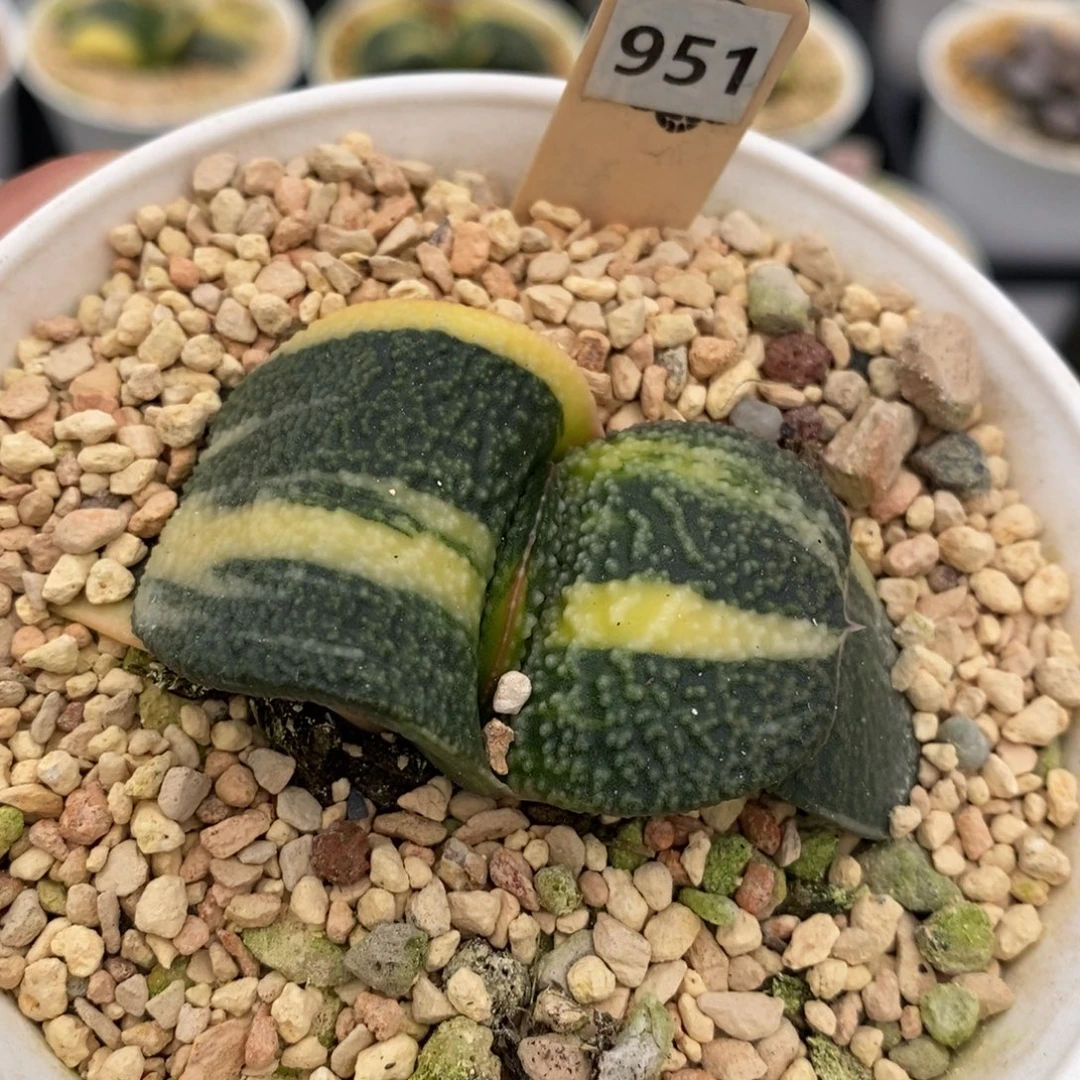 951蜗牛十二卷多肉植物