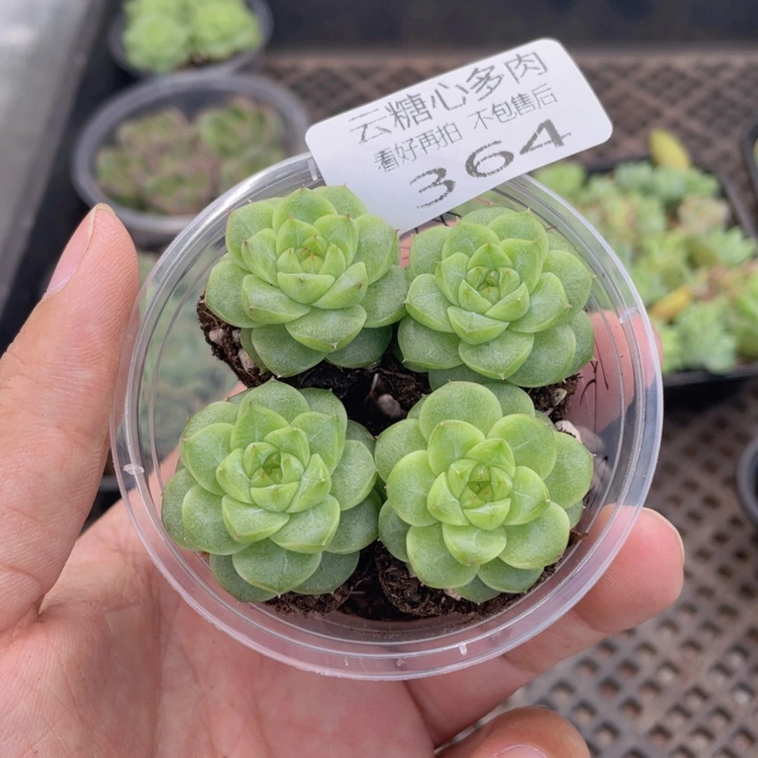 云糖心多肉植物364
