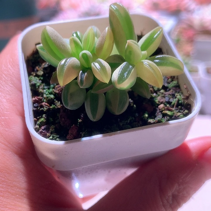 白翠椒草覆轮锦双头