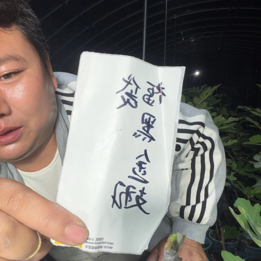 直播间福袋黑金翅白头苗
