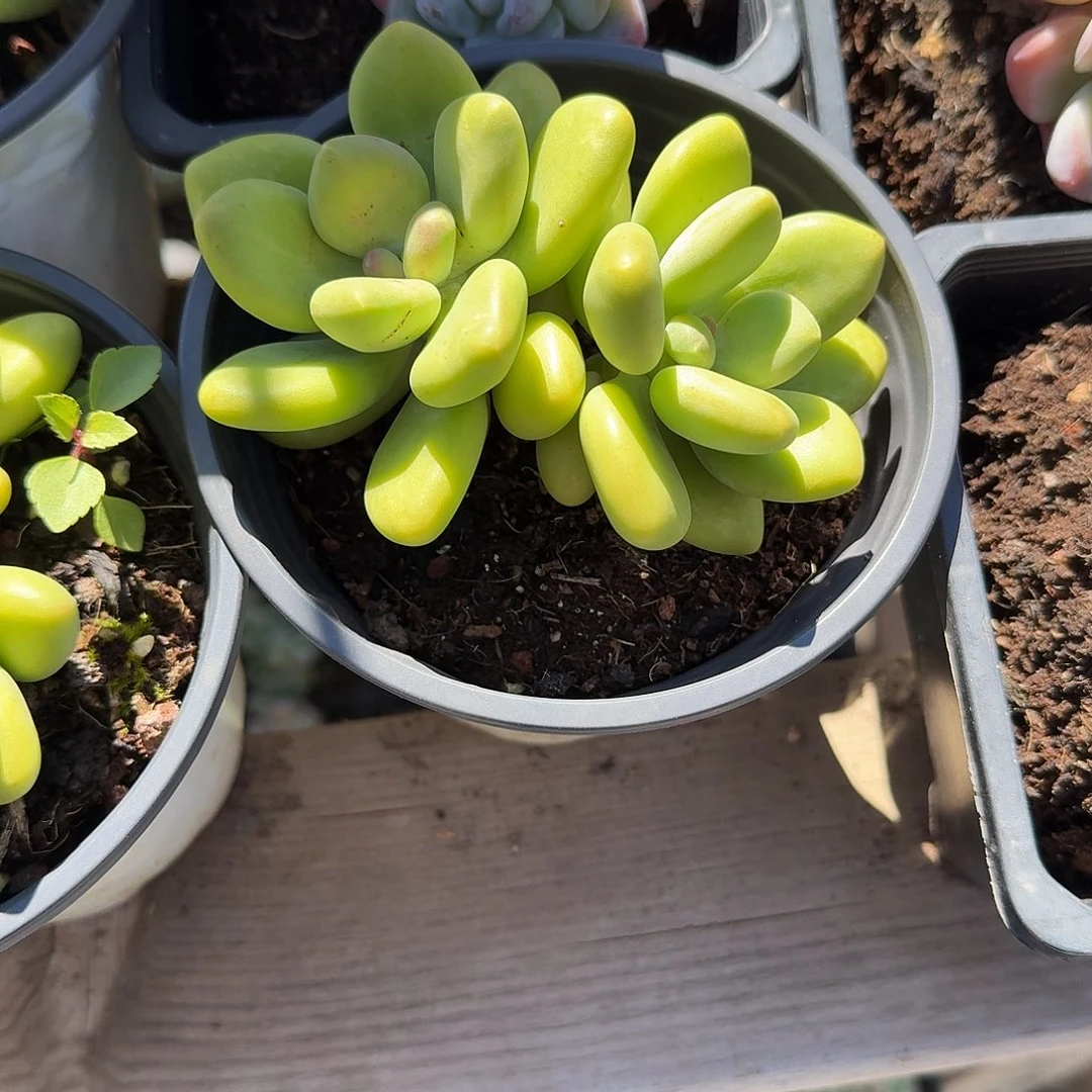 KK美人多肉植物精品
