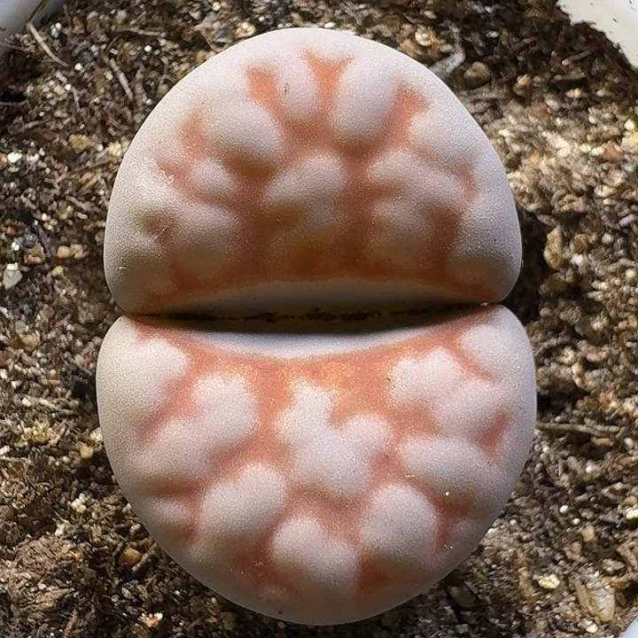 11111生石花。   163