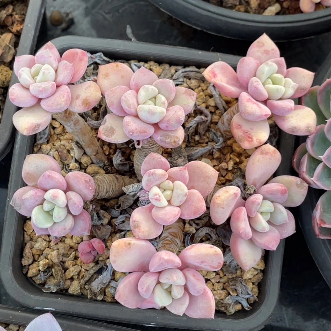 花班露老桩群生12公分