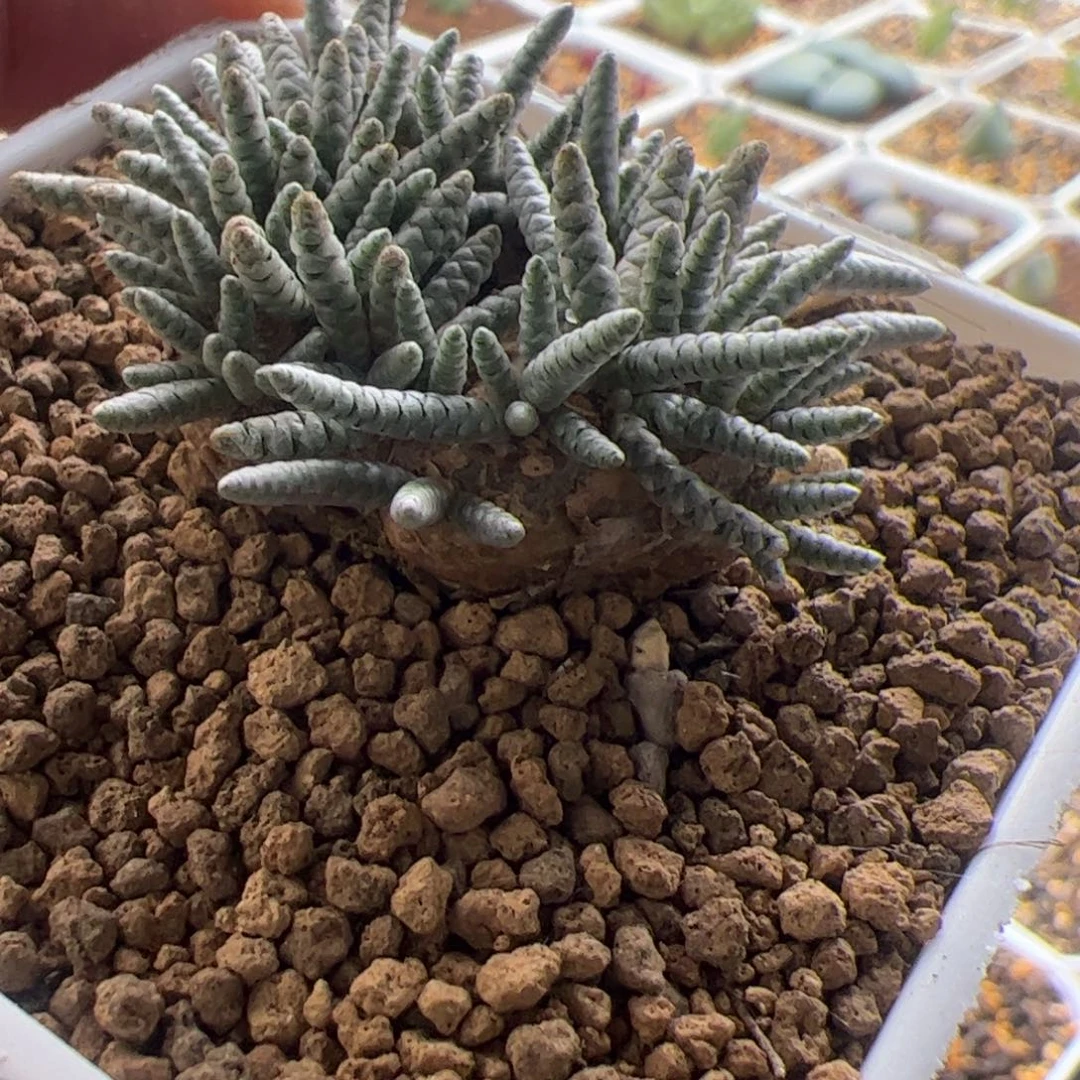 11.17轫锦多肉植物31