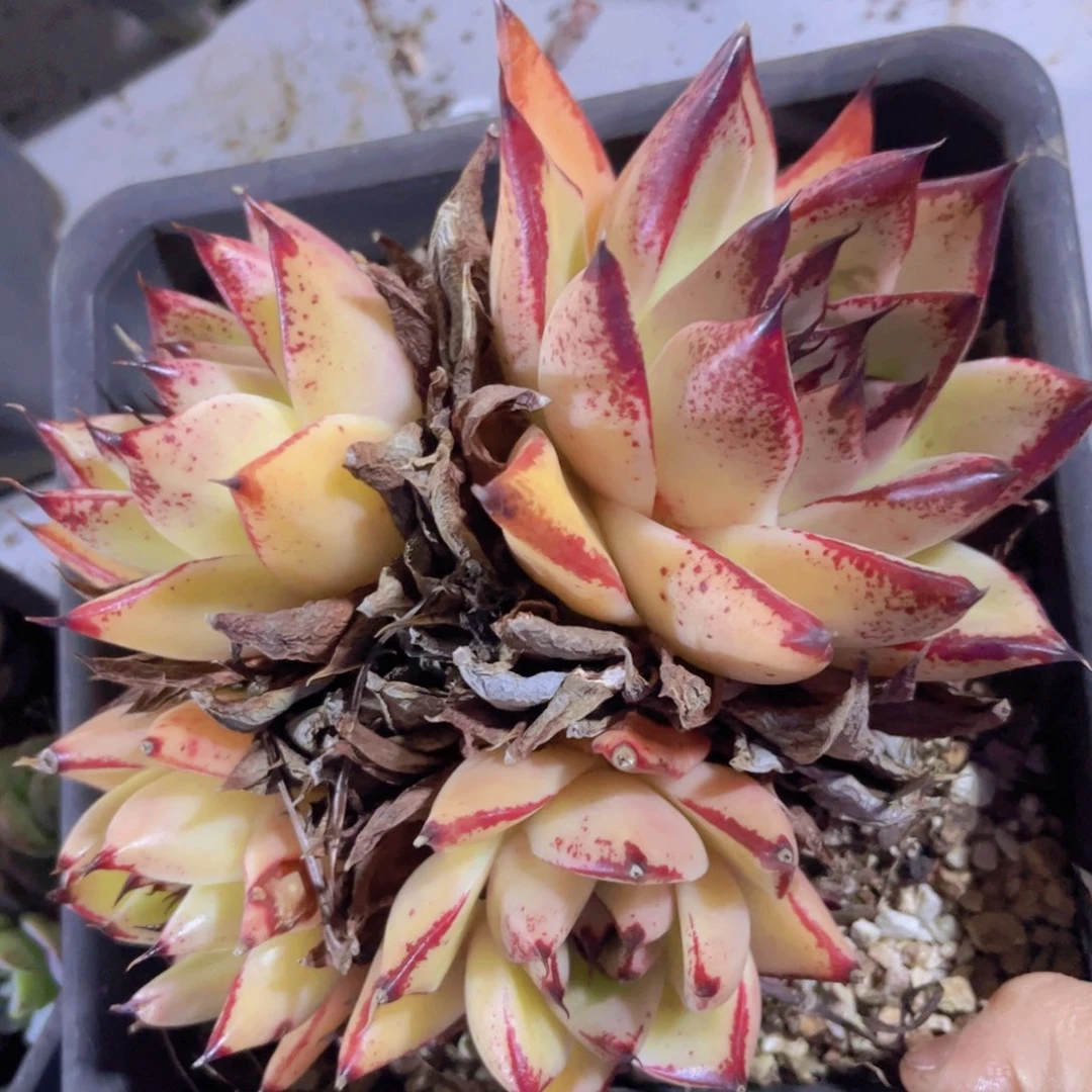 酷苏04227多肉植物