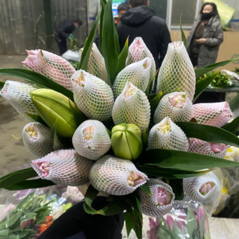 【大粉】重瓣香水百合东北基地发货顺丰包邮