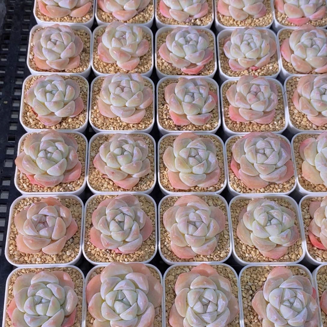 量拍44号 精品奶油钻石冰玉单头两个