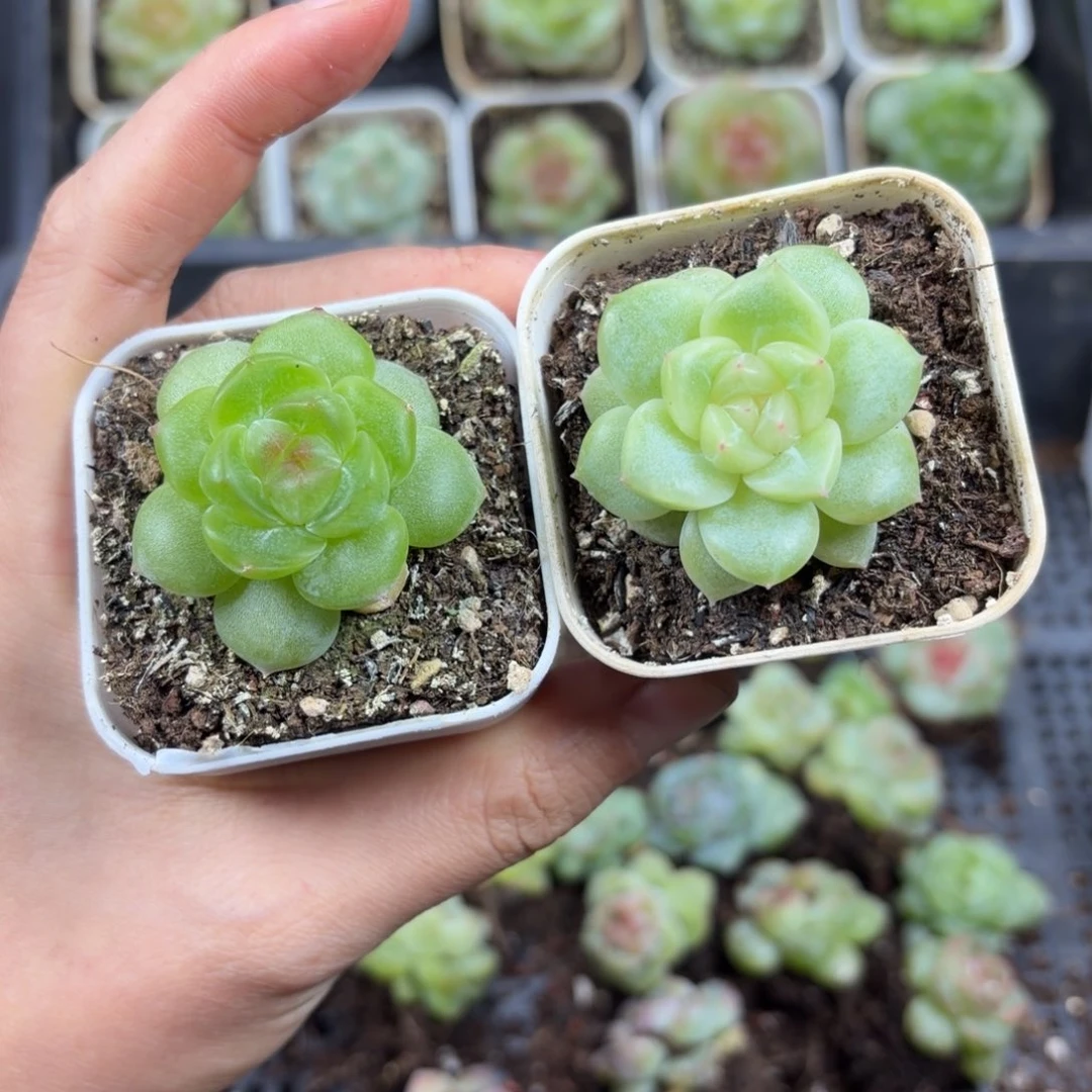 58东篱下多肉58哈哈哈哈