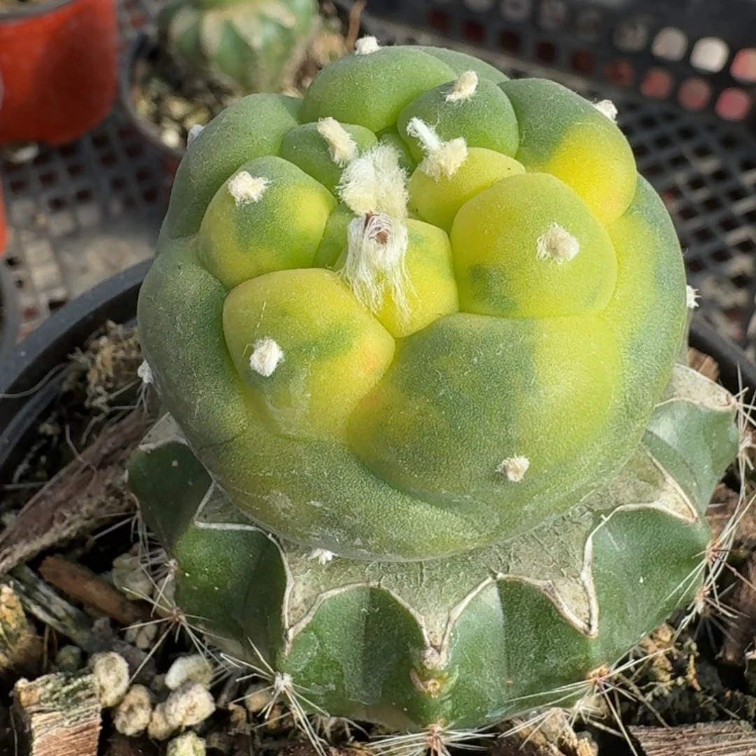 【闪购商品】大尤鲜锦486