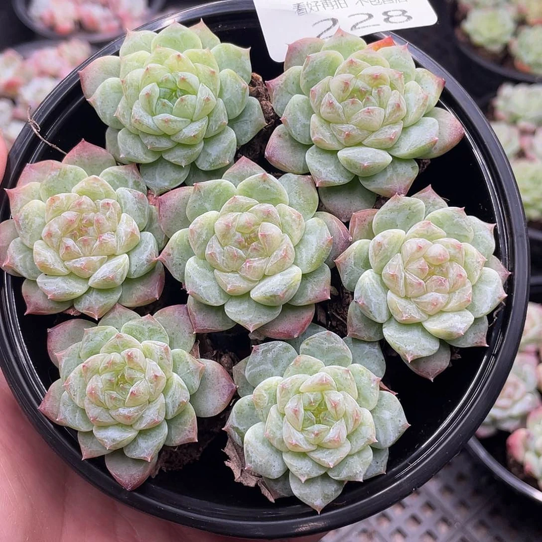 云糖心多肉植物228
