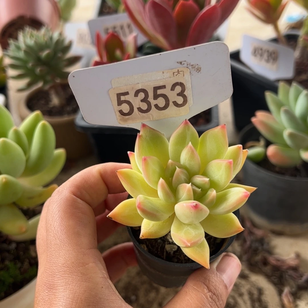 【闪购商品】5353。  厚叶草。 11111111