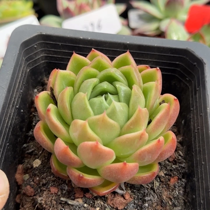 白玫瑰惊鸿一物一拍包装收缩花旱