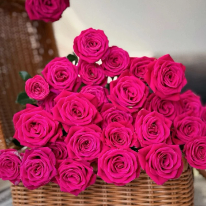 20枝【弗洛尹德】玫红弗洛伊德玫瑰鲜花任意两单顺丰冷链包邮